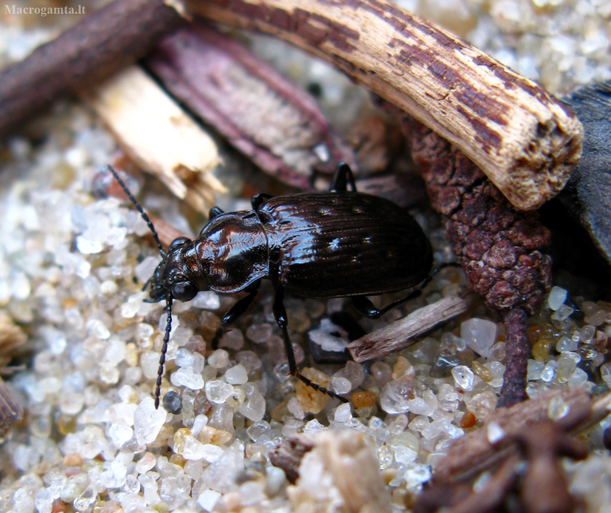 Blethisa multipunctata